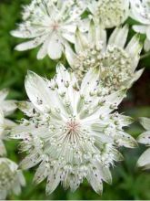 Astrance - Astrantia major Super Star