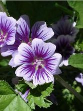 Mauve Sylvestre, Malva sylvestris Primley Blue