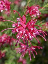 Grevillea rosmarinifolia Clearview David