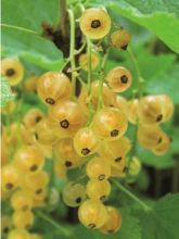 Groseillier à grappes blanches Werdavia - Ribes rubrum