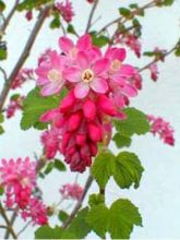 Ribes sanguineum King Edward VII - Groseiller à fleurs King Edwa