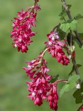 Groseillier à fleurs 'Red Bross '