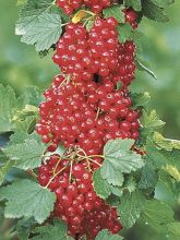 Groseillier à grappes rouges Delbard Giganta - Ribes rubrum en pot de 2l/3l