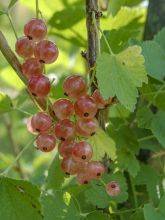 Groseillier à grappes Gloire des Sablons rose