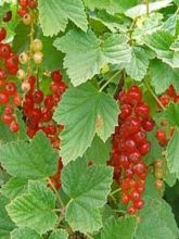 Groseillier à grappes rouges Rovada - Ribes rubrum