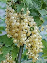 Groseillier à grappes blanches Witte Parel ou White Pearl - Ribes rubrum