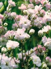 Gypsophile Festival Pink