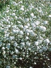 Gypsophile paniculé 'Bristol Fairy'