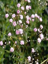 Gypsophile paniculé 'Flamingo'