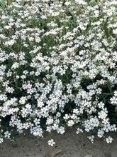 Gypsophile rampant White Angel - Gypsophila repens