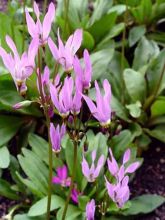 Dodecatheon meadia Queen Victoria