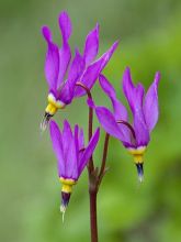 Dodecatheon pulchellum Red Wings, Gyroselle