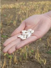 Haricot nain à écosser Flageolet Blanc de Flandres