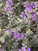 Hebe pimeleoides Quicksilver - Véronique arbustive