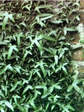 Lierre d'ornement - Hedera helix Sagittifolia