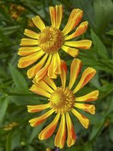 Helenium Fancy Fan - Hélénie d'automne