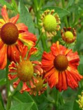 Helenium Flammenspiel - Hélénie orange feu