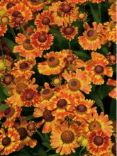 Helenium Fuego - Hélénie d'automne multicolore