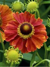 Helenium Marion Nickig - Hélénie rouge orangé bordée de jaune