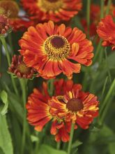 Helenium Ranchera - Hélénie rouge foncé.