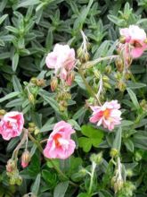 Helianthemum Annabel - Hélianthème à fleurs double rose tendre