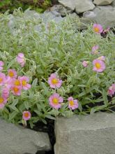 Helianthemum Rhodanthe Carneum (Wisley Pink) - Hélianthème hybride rose pastel.