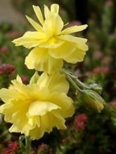 Helianthemum Sulphureum Plenum - Hélianthème double jaune soufre.