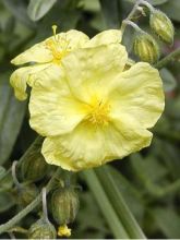 Hélianthème 'Wisley Primrose'