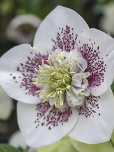 Hellebore Orientale anémone guttatus