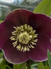 Hellébore 'Aubergine White Edge'