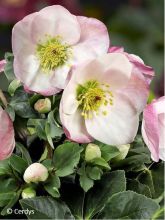 Hellébore HGC® Lola - Helleborus (x) lemperii 'Lola'