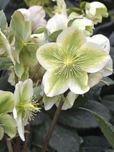 Hellebore nigercors Royal Sofia