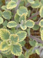 Nepeta faassenii Six Hill Giant Gold