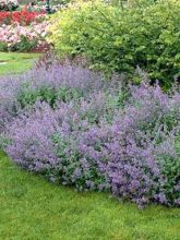 Nepeta racemosa Superba - Chataire