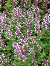 Nepeta grandiflora Dawn to Dusk