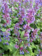 Nepeta grandiflora Zinser's Giant - Herbe à chats géante