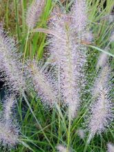 Pennisetum alopecuroides Gelbstiel - Herbe aux écouvillons 