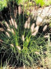 Pennisetum alopecuroides Herbstzauber, Herbe aux écouvillons