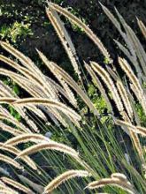 Pennisetum macrourum - Herbe aux écouvillons