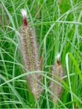 Pennisetum alopecuroides Magic - Herbe aux écouvillons 