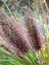 Pennisetum alopecuroïdes Moudry - Herbe aux écouvillons