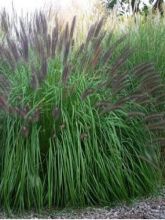 Pennisetum alopecuroides National Arboretum - Herbe aux écouvillons pourpres