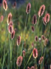 Herbe aux écouvillons 'Red Bunny Tails'