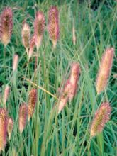 Pennisetum messiacum Red Button - Herbe aux écouvillons rouges 