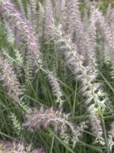 Pennisetum orientale Shogun - Herbe aux écouvillons roses