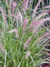 Pennisetum setaceum Skyrocket - Herbe aux écouvillons panachée