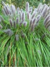 Pennisetum alopecuroïdes f. viridescens - Herbe aux écouvillons