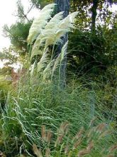 Cortaderia selloana Sunningdale Silver