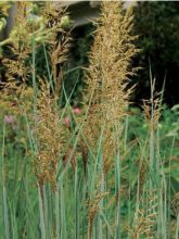 Sorghastrum nutans Sioux Blue - Herbe des Indiens bleu métallique