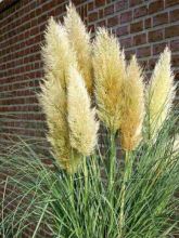 Herbe des pampas 'Evita'